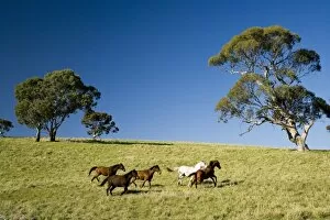 Images Dated 30th August 2006: Horses and Gum trees near Angaston, Barossa Valley, South Australia, Australia