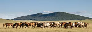 Mongolia Collection: Horses being herded by riders. Mongolia