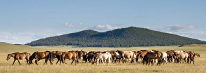 Mongolia Gallery: Horses being herded by riders. Mongolia