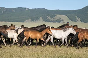 Mongolia Collection: Horses being herded by riders. Mongolia