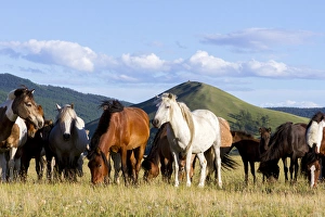 Mongolia Gallery: Horses being herded by riders. Mongolia
