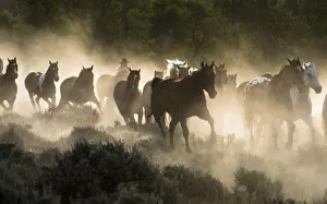 Mountains Prints: Horses being herded by a wrangler, backlit at sunrise