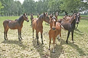 Images Dated 9th April 2008: Horses on horse farm Ocala Florida
