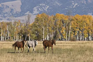 Prints of Horses just outside, Grand Teton National Park, Wyoming USA Prints: Horses just outside, Grand Teton National Park, Wyoming