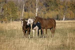 Prints of Horses just outside, Grand Teton National Park, Wyoming USA Prints: Horses just outside, Grand Teton National Park, Wyoming