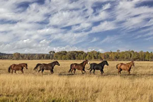 Prints of Horses just outside, Grand Teton National Park, Wyoming USA Prints: Horses just outside, Grand Teton National Park, Wyoming