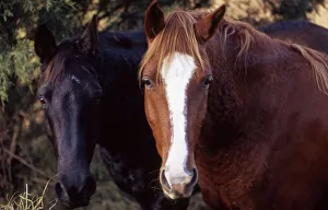 Animals Prints: Two horses looking into camera