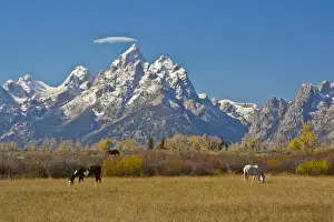Bucolic Prints: Horses; Moose Head Ranch; autumn; Grand Tetons; Grand Teton National Park; Wyoming; USA