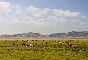 Mystical Prints: Horses on their mountain pasture at lake Song Kol (Son Kul, Songkol, Song-Koel)