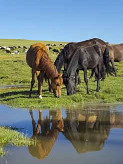 Horses on their mountain pasture at lake Song Kol (Son Kul, Songkol, Song-Koel)