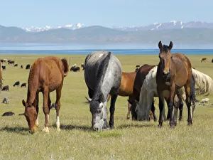 Horses on their mountain pasture at lake Song Kol (Son Kul, Songkol, Song-Koel)