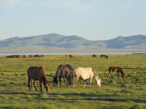 Horses on their mountain pasture at lake Song Kol (Son Kul, Songkol, Song-Koel)