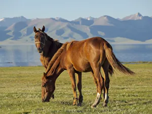 Horses on their mountain pasture at lake Song Kol (Son Kul, Songkol, Song-Koel)