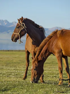 Horses on their mountain pasture at lake Song Kol (Son Kul, Songkol, Song-Koel)