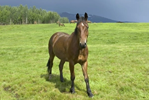 Images Dated 17th July 2009: Horses in pasture, British Columbia