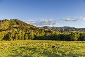 Images Dated 6th June 2012: Horses in pasture in the foothills of the Highwood Mountains in Choteau, County, Montana