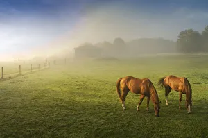 Horses in pasture, Michigan
