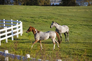 Images Dated 15th May 2009: Horses in pasture near Polson Montana