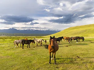Horses for the production of milk, kumys and meat. A typical farm on the Suusamyr plain