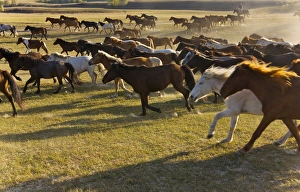 Horses in the ranch, Inner Mongolia, China