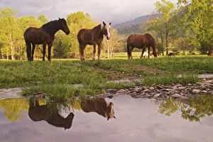 Horses reflected in small stream, Cades Cove, Great Smoky Mountains N.P. TN