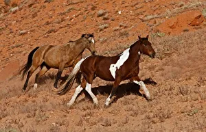 Big Horn Mt Prints: Horses roaming the Big Horn MT of Shell Wyoming
