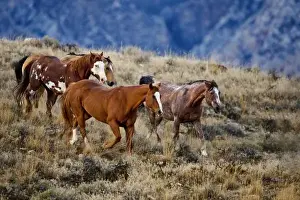 Horses roaming the scenic hills of the Big Horn MT of Shell Wyoming