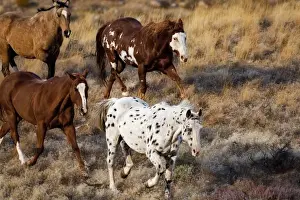 Big Horn Mt Prints: Horses roaming the scenic hills of the Big Horn MT of Shell Wyoming