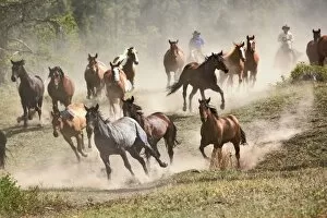 Horses running