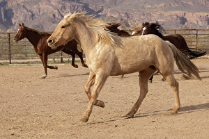 Livestock Prints: Horses running in a corral in Arizona