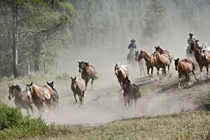 Horses running durin roundup, Montana