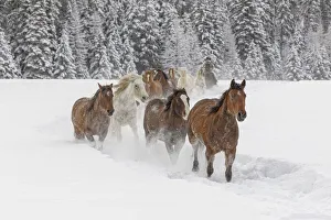 Kalispell Prints: Horses running through fresh snow during roundup, Kalispell, Montana