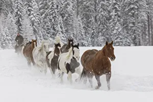 Images Dated 18th July 2019: Horses running through fresh snow during roundup, Kalispell, Montana