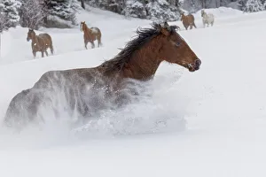 Images Dated 18th July 2019: Horses running through fresh snow during roundup, Kalispell, Montana