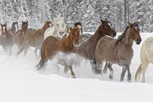 Images Dated 18th July 2019: Horses running through fresh snow during roundup, Kalispell, Montana