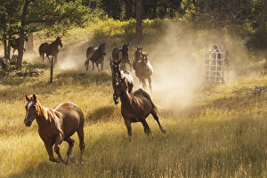 Horses running into pasture in early morning light