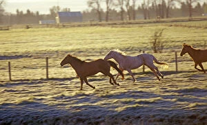 Horses running pasture at sunrise in the Wallowa Valley in Oregon
