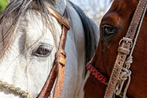 Images Dated 7th April 2024: Horses. San Miguel de Allende, Mexico