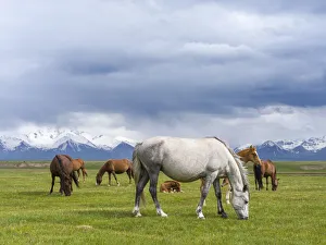 Tajikistan Prints: Horses on their summer pasture. Alaj Valley in front of the Trans-Alay mountain range in