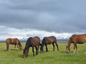 Images Dated 9th November 2020: Horses on their summer pasture. Alaj Valley in front of the Trans-Alay mountain range in