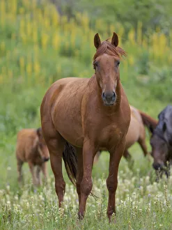 Horses on their summer pasture. National Park Besch Tasch in the Talas Alatoo mountain
