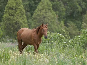 Horses on their summer pasture. National Park Besch Tasch in the Talas Alatoo mountain