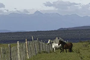 Images Dated 31st January 2016: Horses, Tierra del Fuego, Chile, South AmericaPatagonia, Patagonia