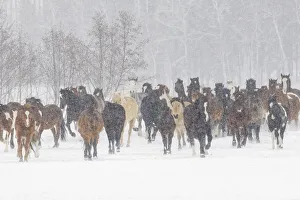 Round Up Prints: Horses during winter roundup, Kalispell, Montana