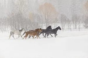 Images Dated 18th July 2019: Horses during winter roundup, Kalispell, Montana