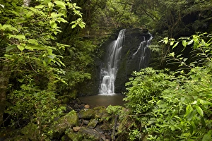 Moss Gallery: Horseshoe Falls, Matai Falls, Catlins, South Otago, South Island, New Zealand