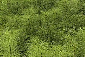 Forest Floor Prints: Horsetail ferns, Hoh Rainforest, Olympic National Park, Washington State