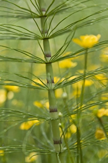 Buttercup Prints: Horsetail plant and buttercup flowers