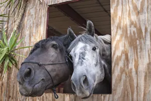 Caring Prints: Horsing around