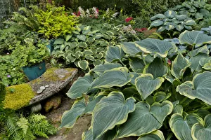 Concrete Prints: Hosta and bench summer gardening Sammamish, Washington State